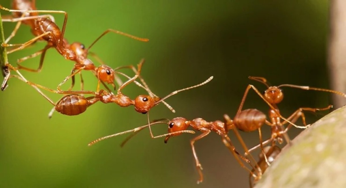 বিশ্বে মোট পিঁপড়ার সংখ্যা