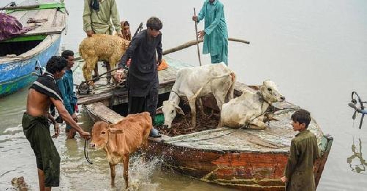 পাকিস্তানে সর্বোচ্চ স্বাস্থ্য জরুরি অবস্থা ঘোষণা ডব্লিউএইচও’র